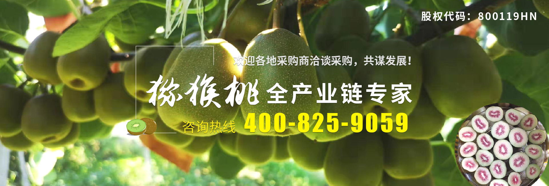 獼猴桃咨詢